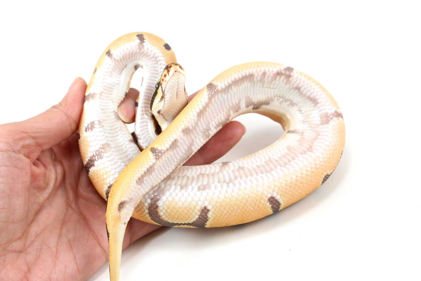 Orange Dream Enchi Yellow Belly Ball Python