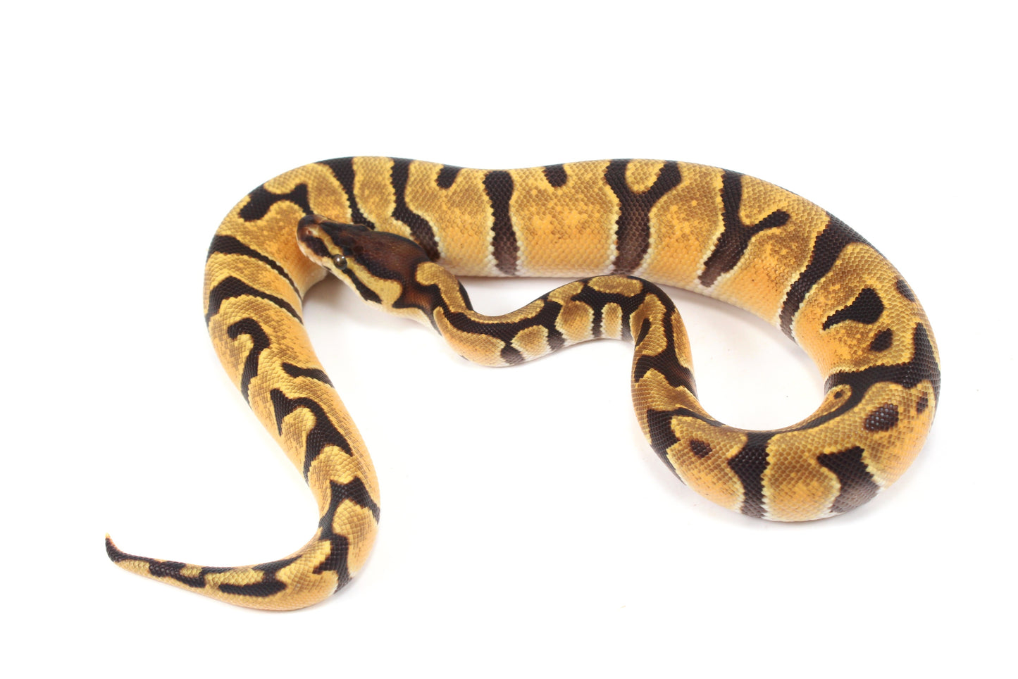 Orange Dream Enchi Yellow Belly Ball Python