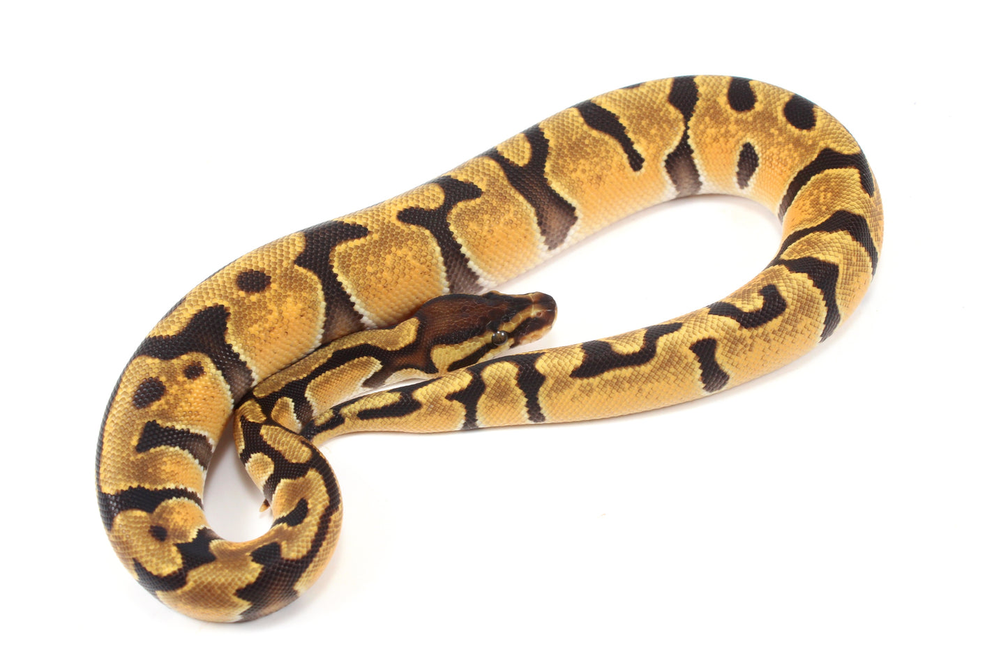 Orange Dream Enchi Yellow Belly Ball Python