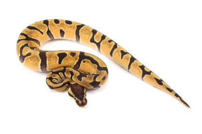 Orange Dream Enchi Yellow Belly Ball Python