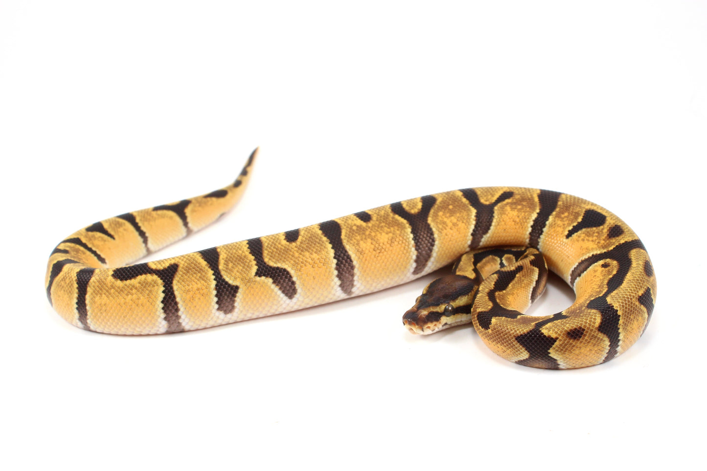 Orange Dream Enchi Yellow Belly Ball Python