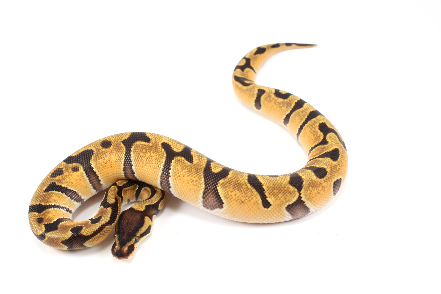 Orange Dream Enchi Yellow Belly Ball Python
