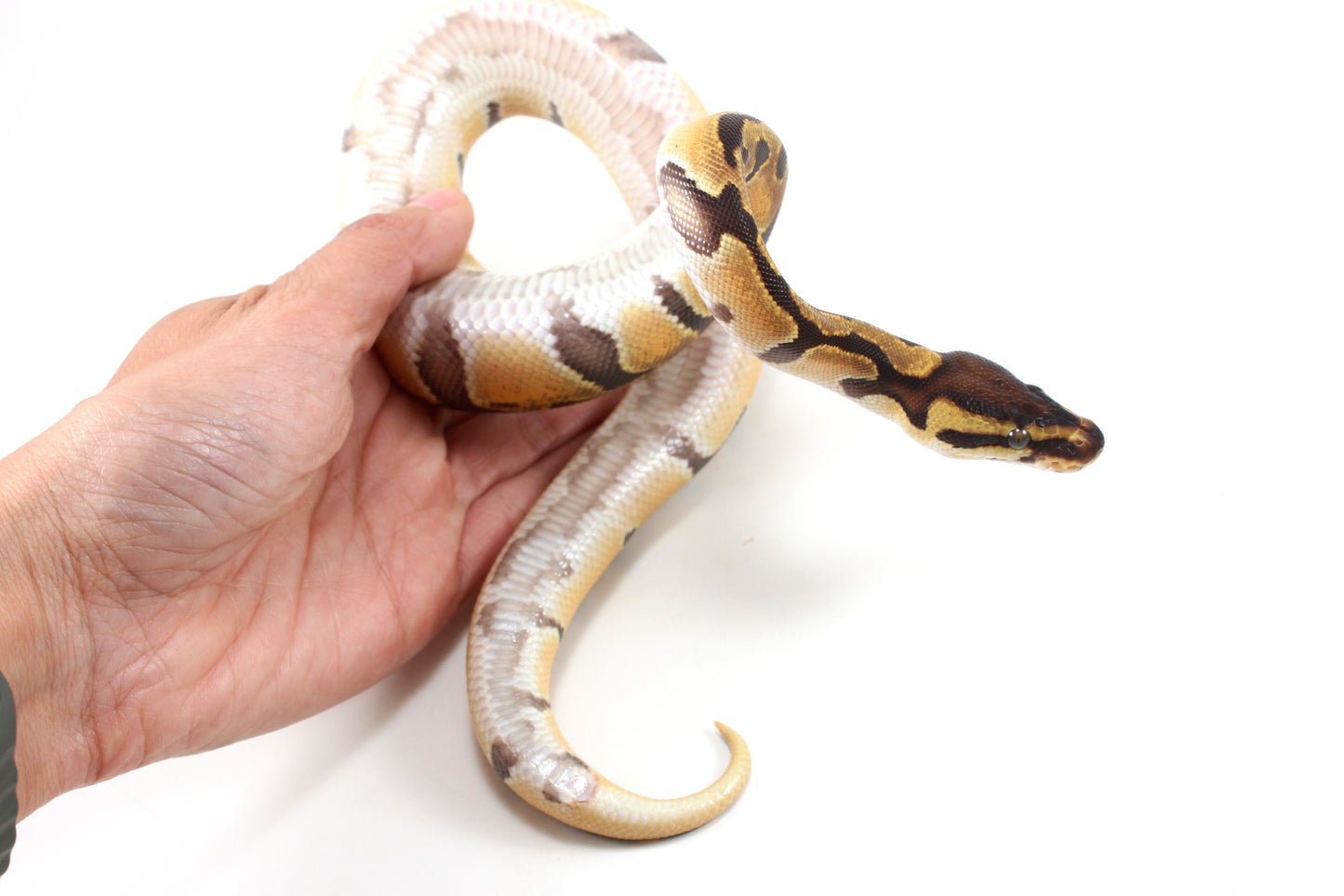 Orange Dream Enchi Yellow Belly Ball Python
