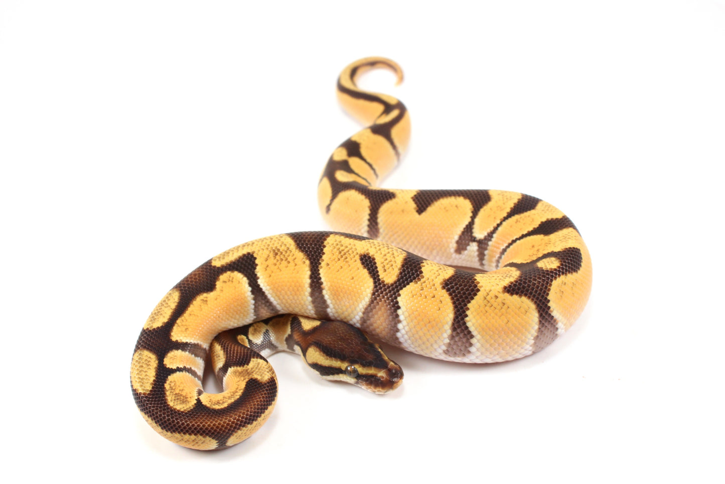 Super Orange Dream Enchi Yellow Belly Ball Python