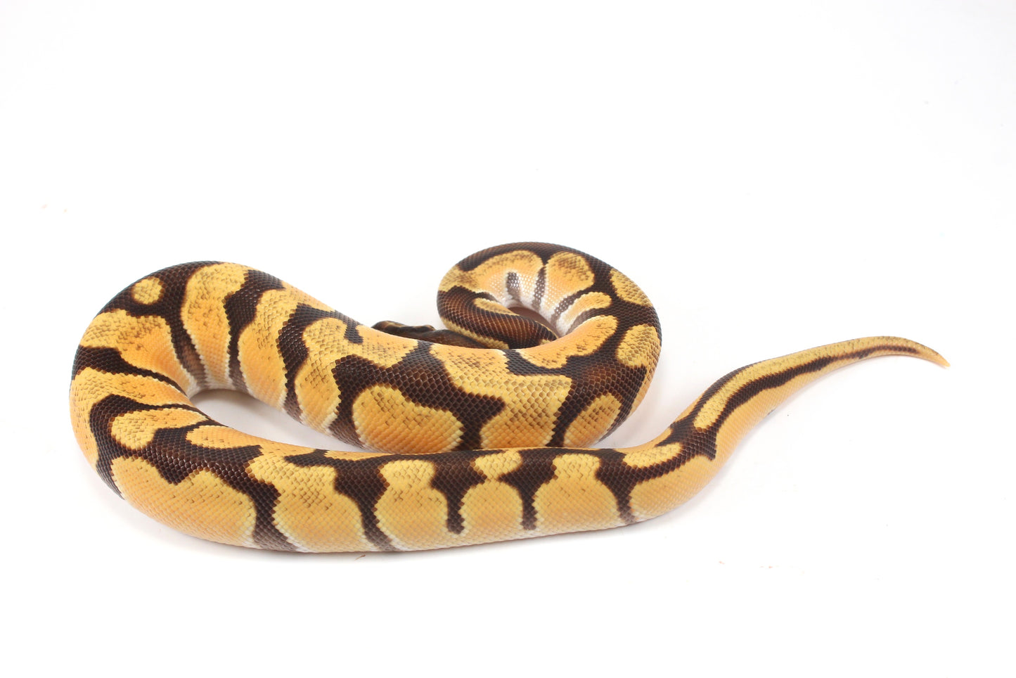 Super Orange Dream Enchi Yellow Belly Ball Python