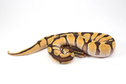 Super Orange Dream Enchi Yellow Belly Ball Python