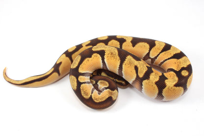 Super Orange Dream Enchi Yellow Belly Ball Python