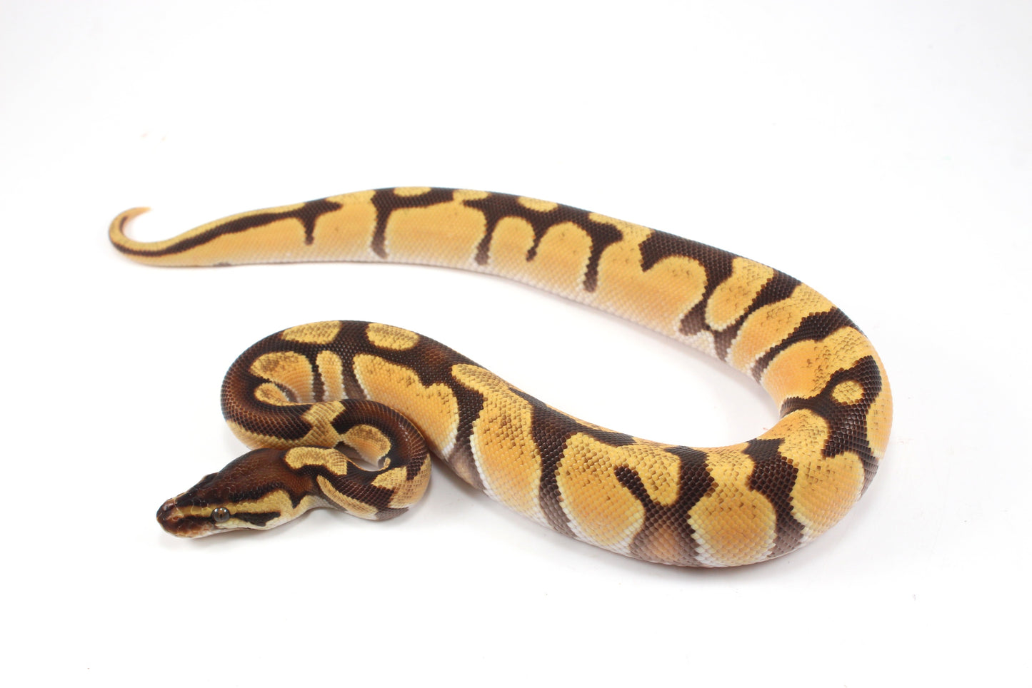 Super Orange Dream Enchi Yellow Belly Ball Python