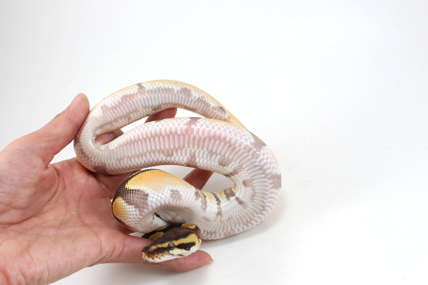 Super Orange Dream Enchi Yellow Belly Ball Python