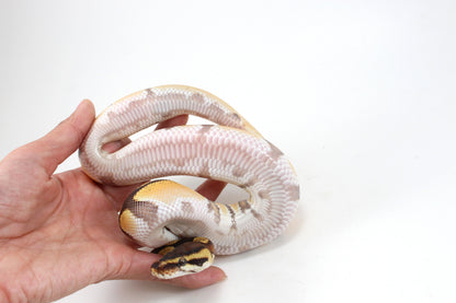 Super Orange Dream Enchi Yellow Belly Ball Python