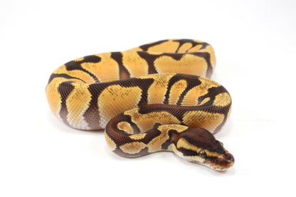 Super Orange Dream Enchi Yellow Belly Ball Python