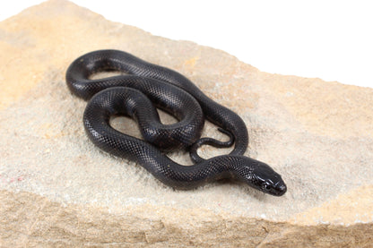 Mexican Black Kingsnake