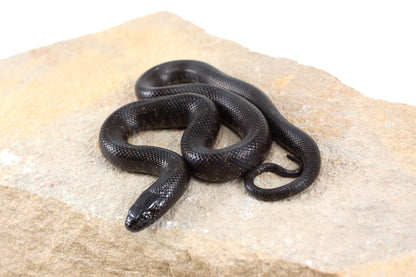 Mexican Black Kingsnake