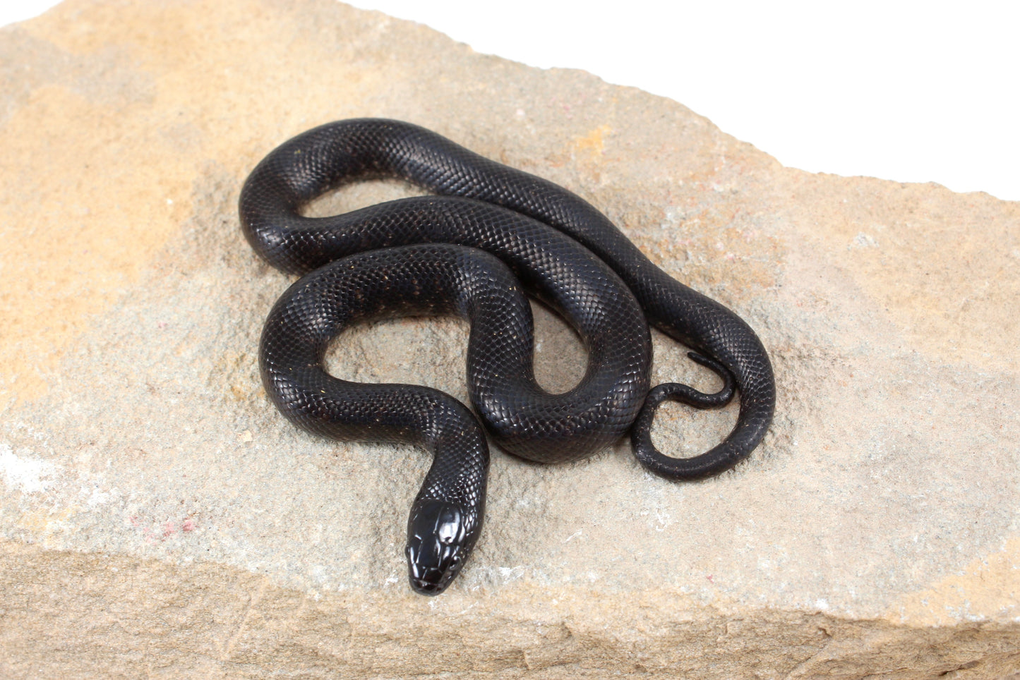 Mexican Black Kingsnake
