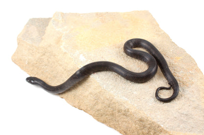 Mexican Black Kingsnake