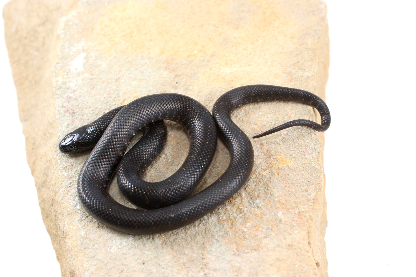 Mexican Black Kingsnake