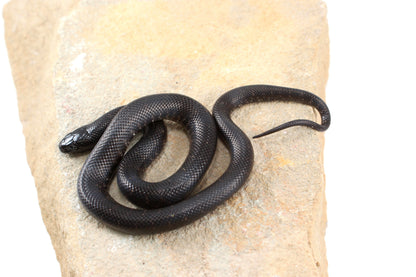Mexican Black Kingsnake