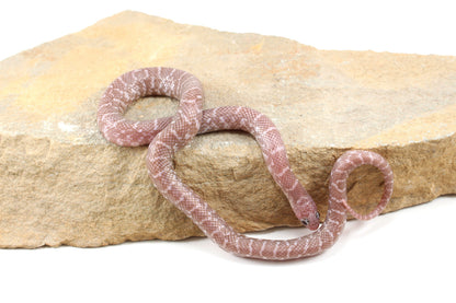 Alabaster Florida Kingsnake