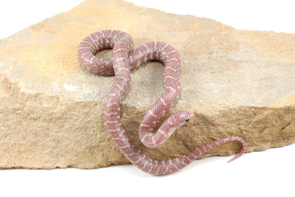 Alabaster Florida Kingsnake