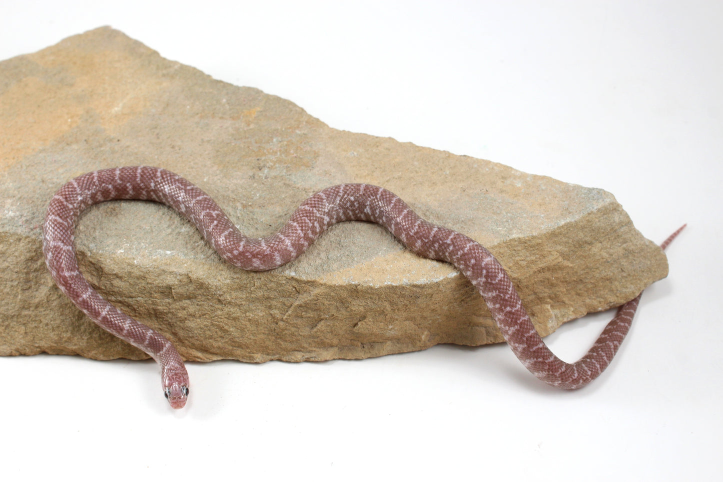 Alabaster Florida Kingsnake