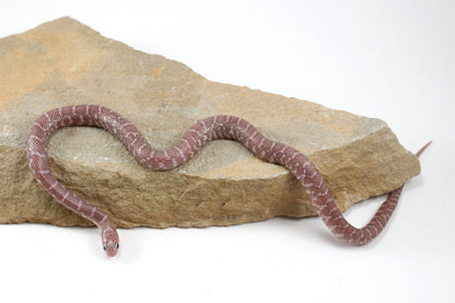 Alabaster Florida Kingsnake