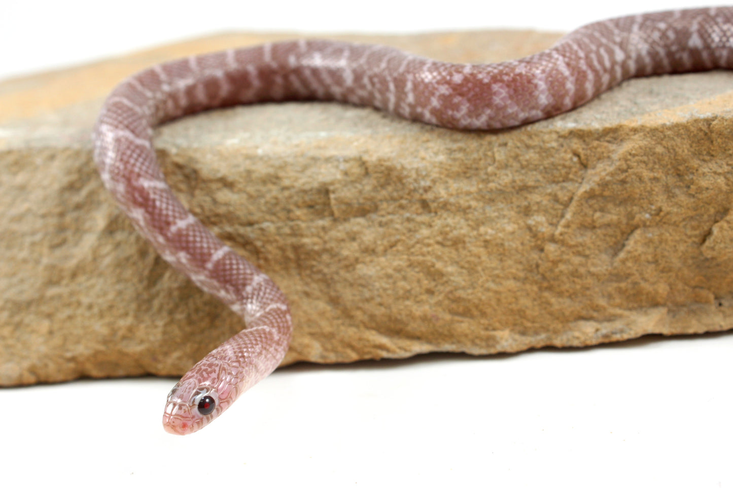 Alabaster Florida Kingsnake