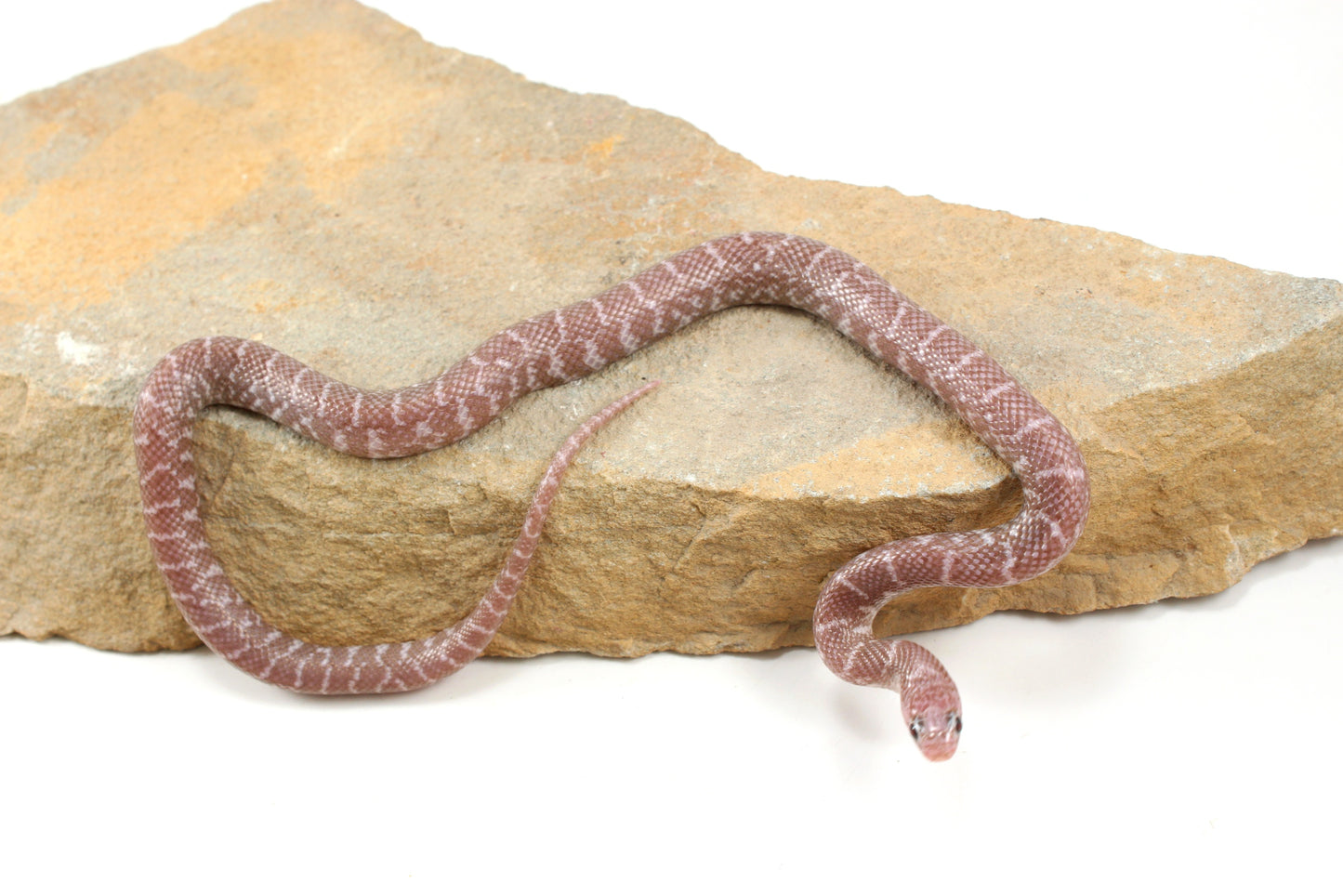 Alabaster Florida Kingsnake