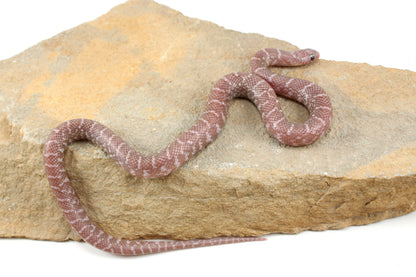 Alabaster Florida Kingsnake