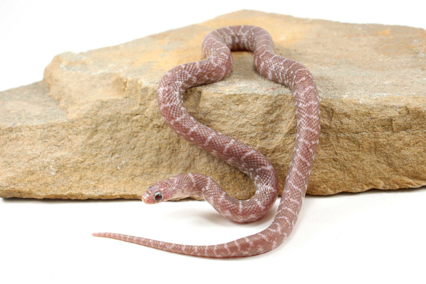 Alabaster Florida Kingsnake