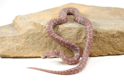 Alabaster Florida Kingsnake