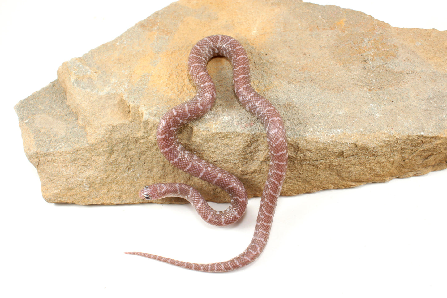 Alabaster Florida Kingsnake