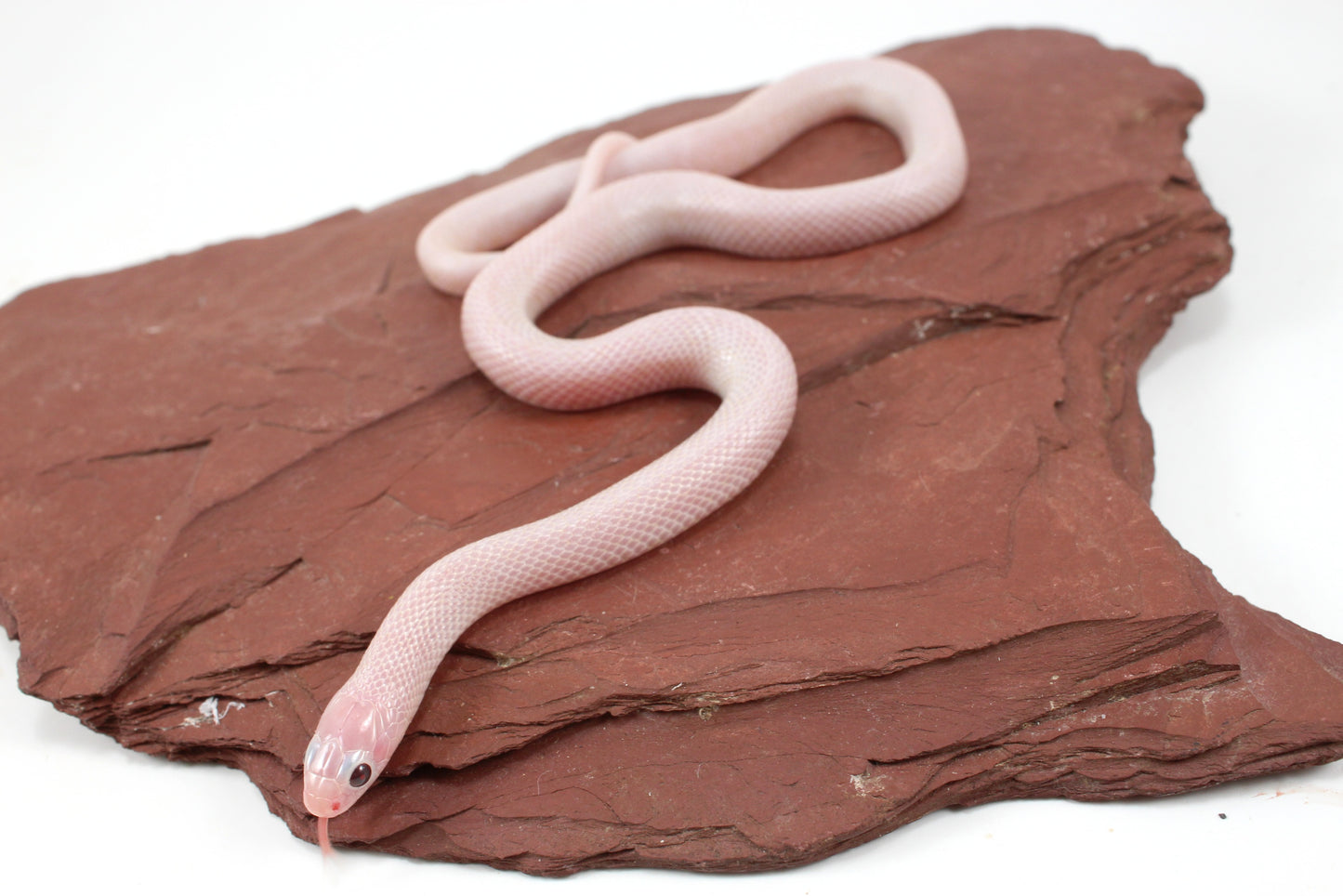 Jelly Ghost Florida Kingsnake