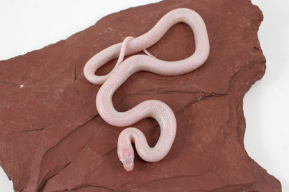 Jelly Ghost Florida Kingsnake