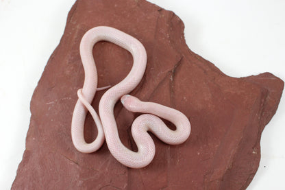 Jelly Ghost Florida Kingsnake
