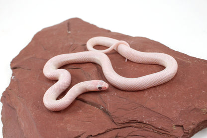 Jelly Ghost Florida Kingsnake