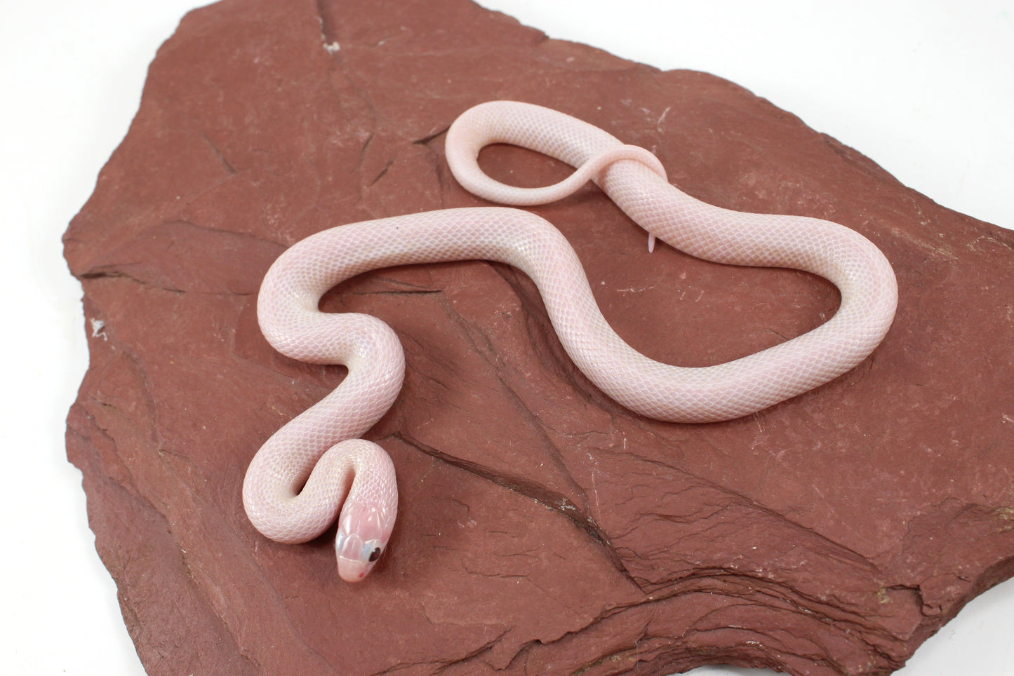 Jelly Ghost Florida Kingsnake