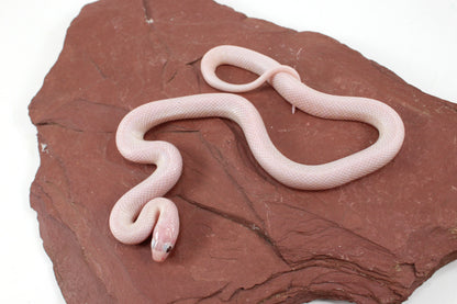 Jelly Ghost Florida Kingsnake
