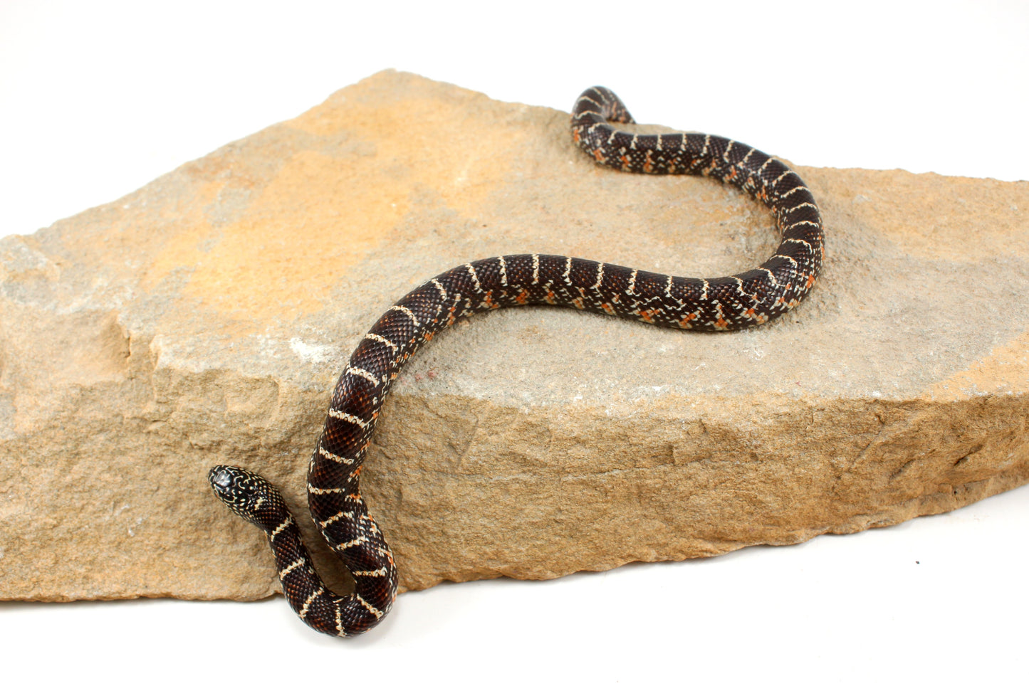 Florida Kingsnake