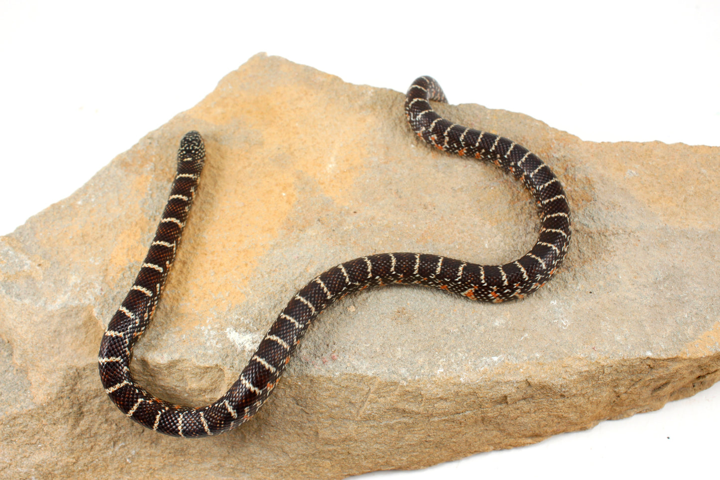 Florida Kingsnake