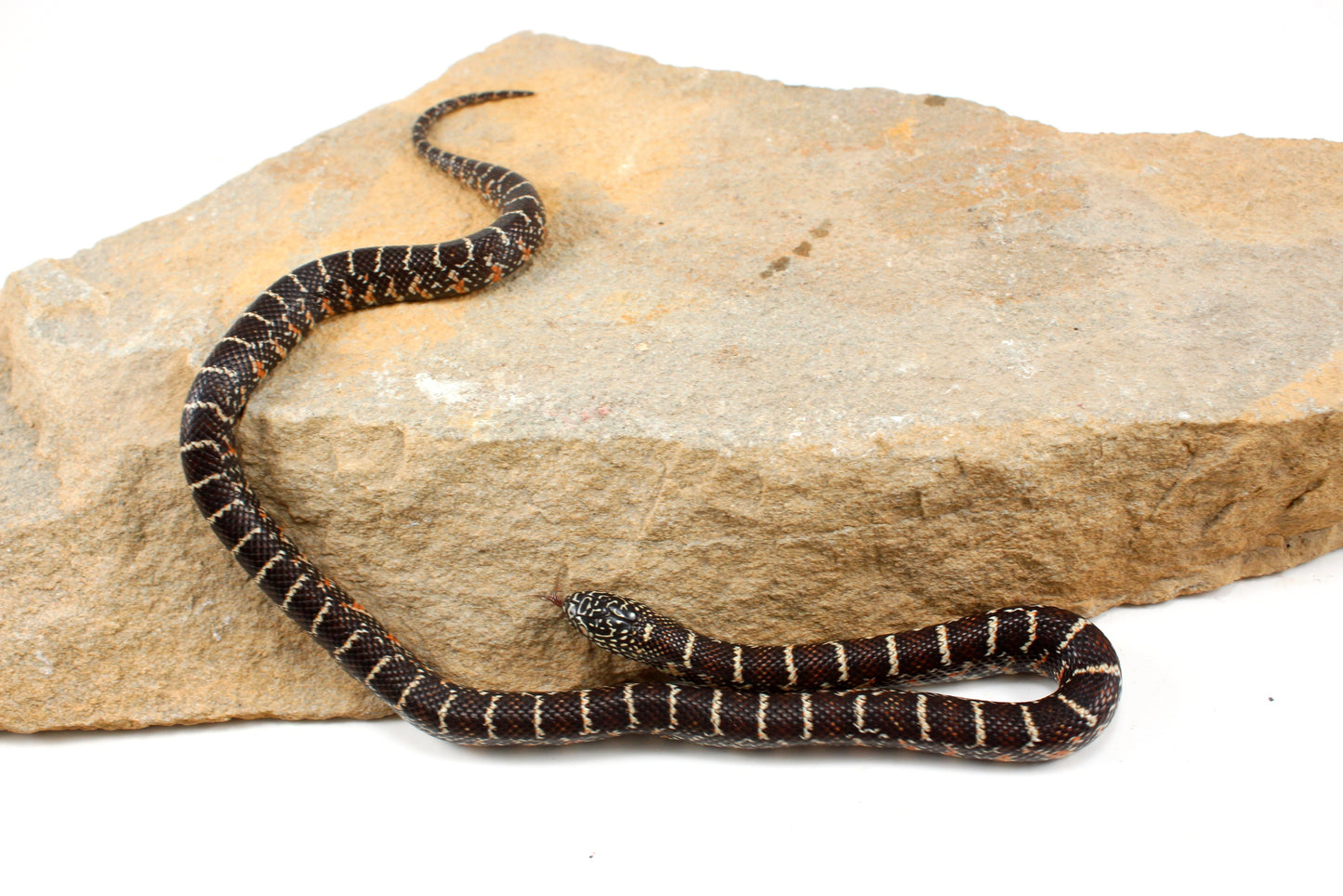 Florida Kingsnake