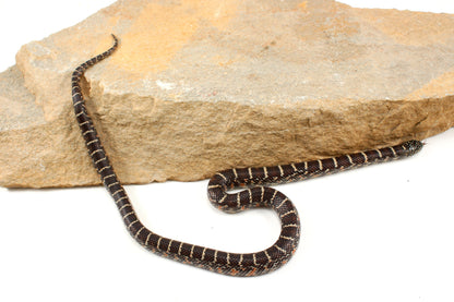 Florida Kingsnake