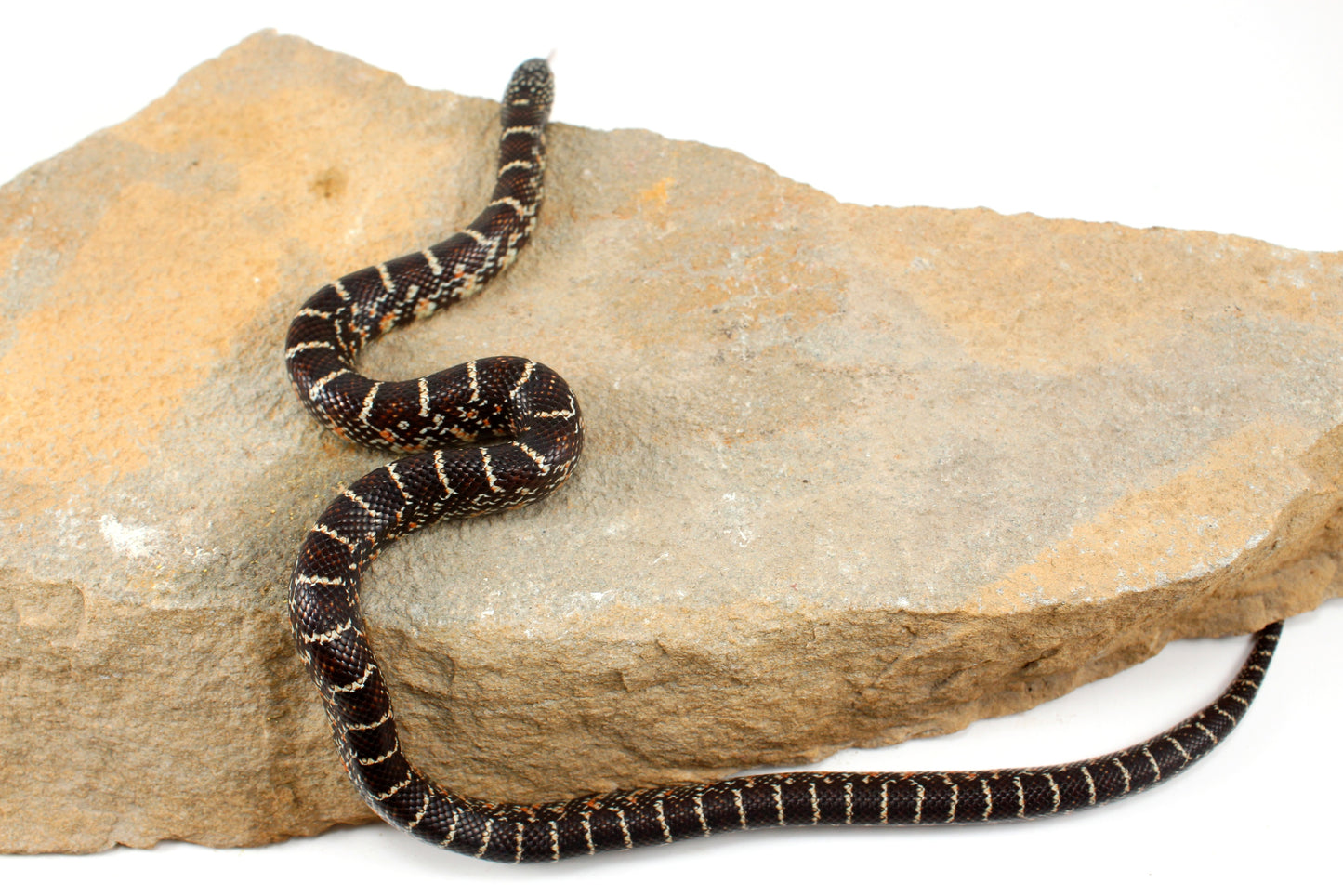 Florida Kingsnake