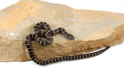 Florida Kingsnake