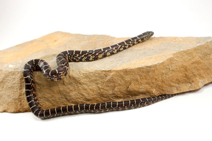 Florida Kingsnake