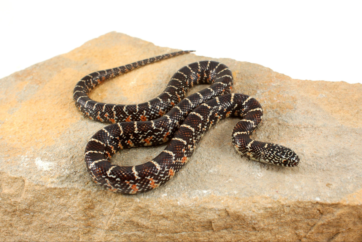 Florida Kingsnake