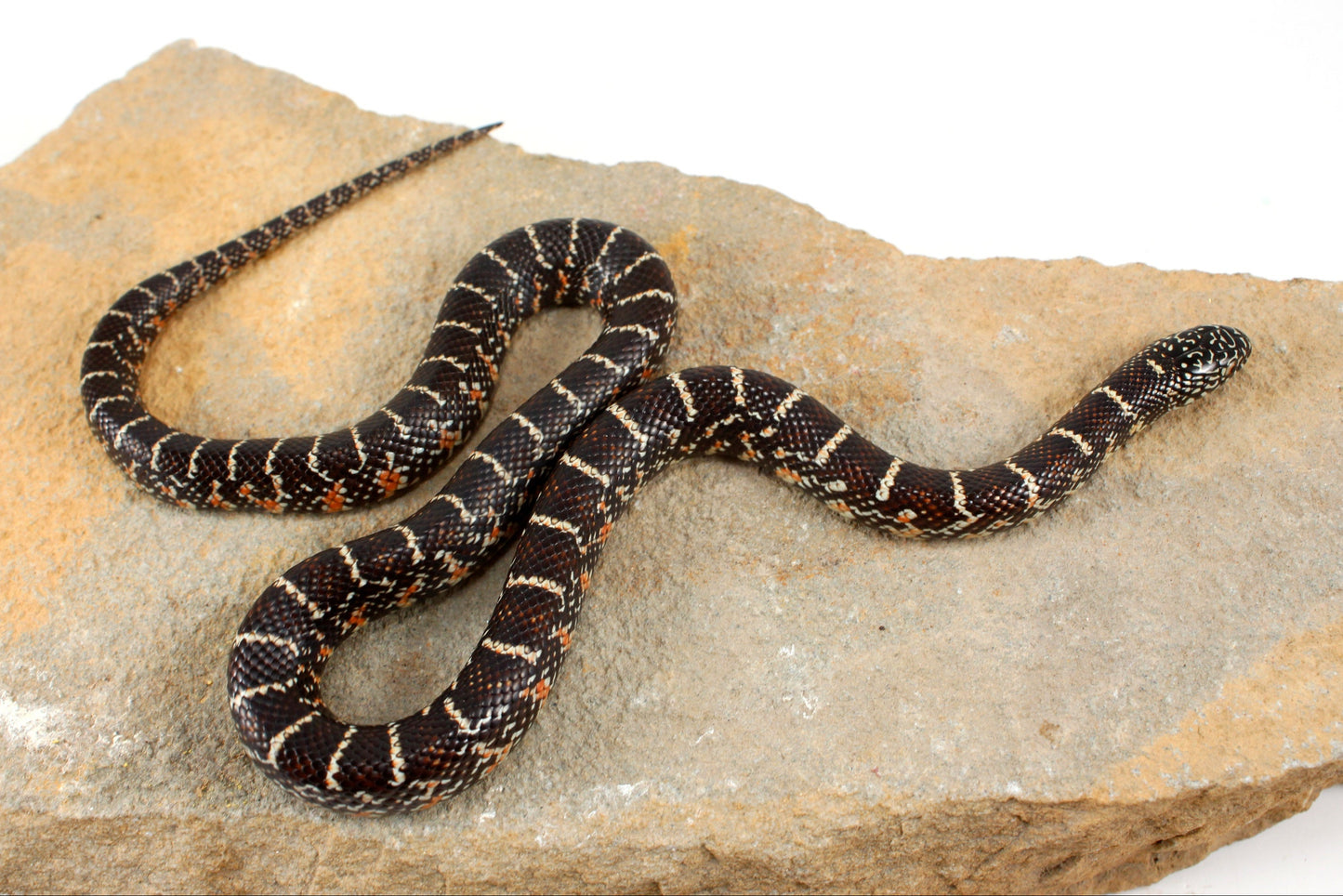 Florida Kingsnake