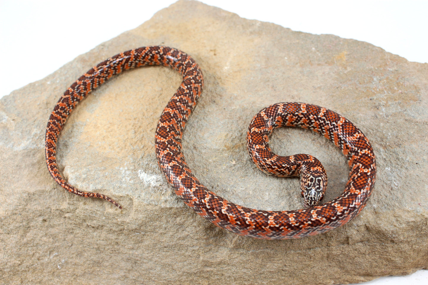 Hypo Florida Kingsnake