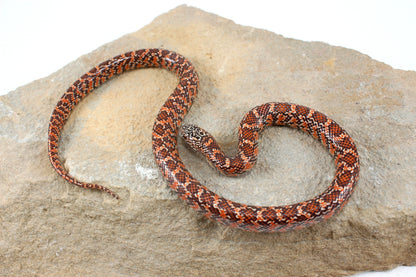 Hypo Florida Kingsnake