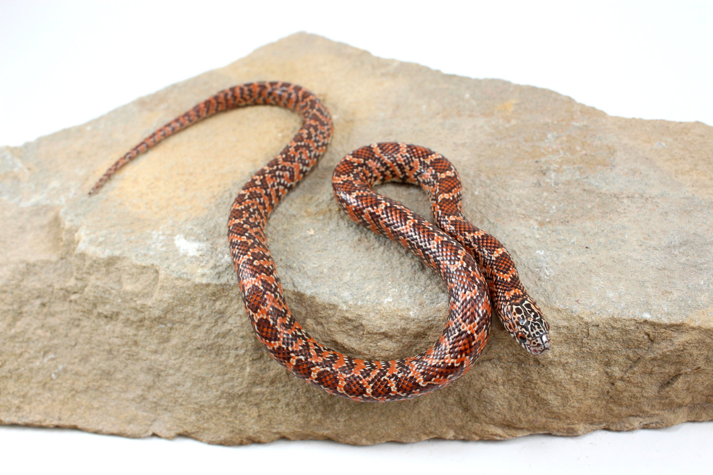 Hypo Florida Kingsnake