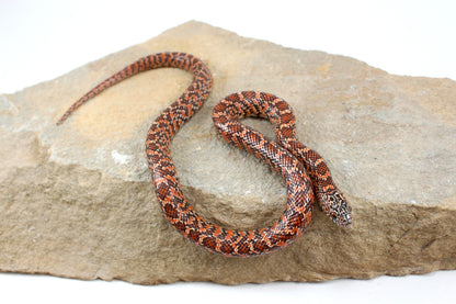 Hypo Florida Kingsnake